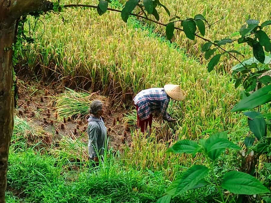 Explore rice terraces munduk & waterfall trekking experience - The two-hour walk through Munduk’s rice terraces