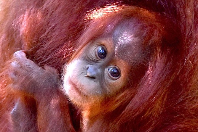 FAMILY JUNGLE TOUR: Orangutan Trek (4-hours hike) by EcoTravel Bukit Lawang - Key points to know before you go