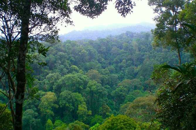FAMILY JUNGLE TOUR: Orangutan Trek (4-hours hike) by EcoTravel Bukit Lawang - How hard is this family trek?