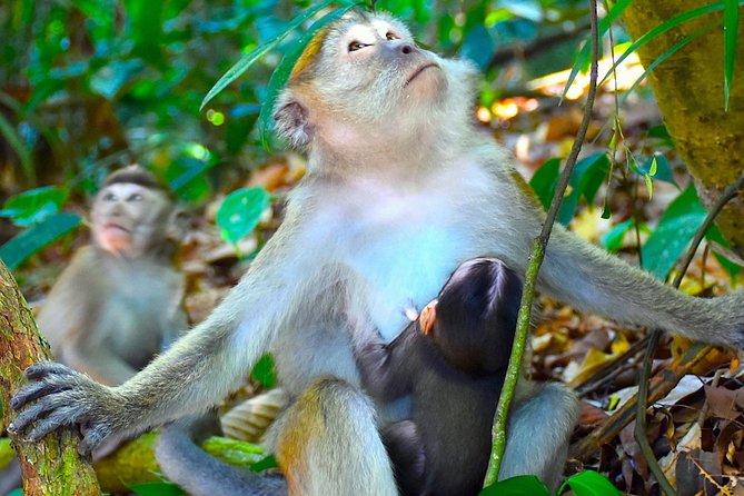 FAMILY JUNGLE TOUR: Orangutan Trek (4-hours hike) by EcoTravel Bukit Lawang - Who will enjoy this most?