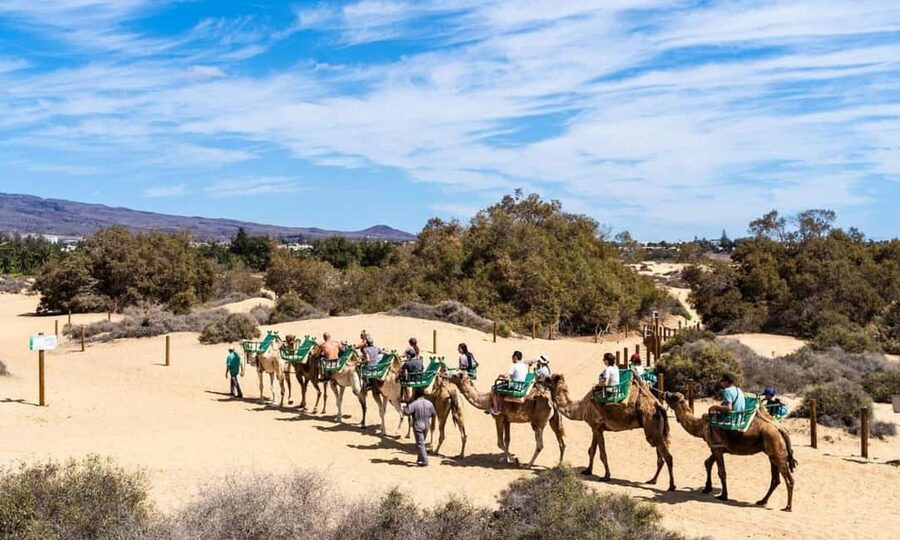 From Agadir: Camel Ride and Flamingo Trek - The camel route through the forest