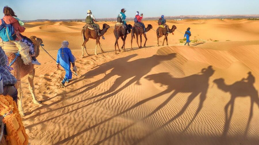 From Agadir: Camel Ride and Flamingo Trek - Flamingos across the Souss River