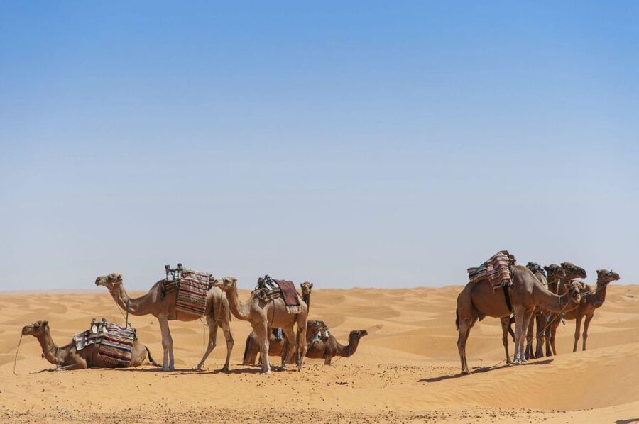 From Agadir: Camel Ride and Flamingo Trek - Photos, mint tea, and the return to Agadir
