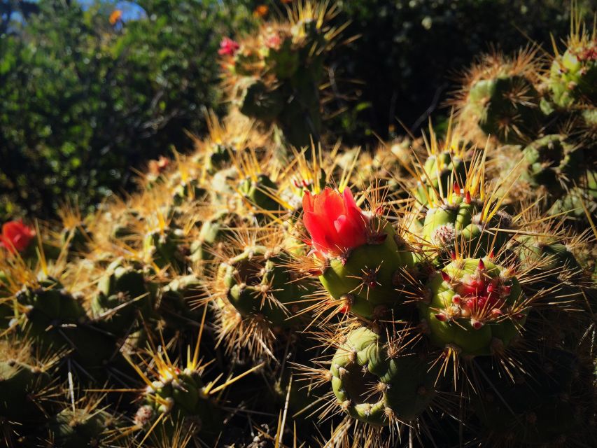 From Arequipa: 3-Day Colca Canyon Trek - Key points to know before booking