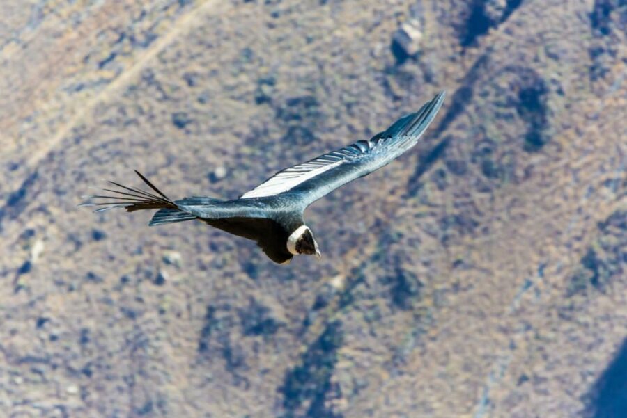From Arequipa: 3-Day Colca Canyon Trek - Llahuar: river sounds and hot springs