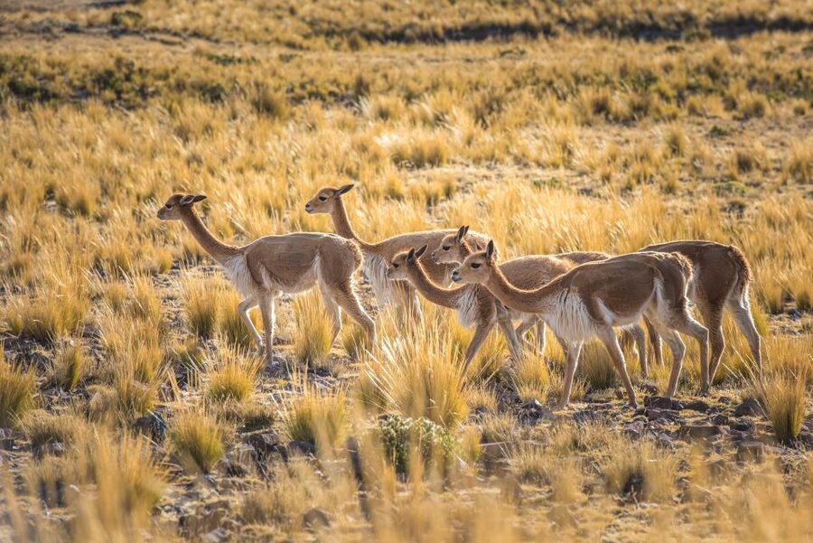 From Arequipa: 3-Day Colca Canyon Trek - Condor Cross and the morning flight of the Andean condor