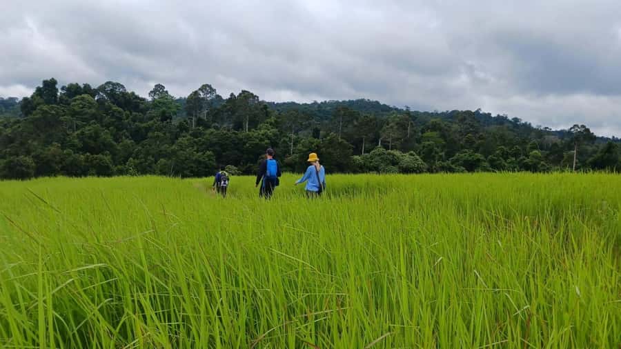 From Bangkok: Khao Yai National Park Jungle Trek with Lunch - Key points to know before booking