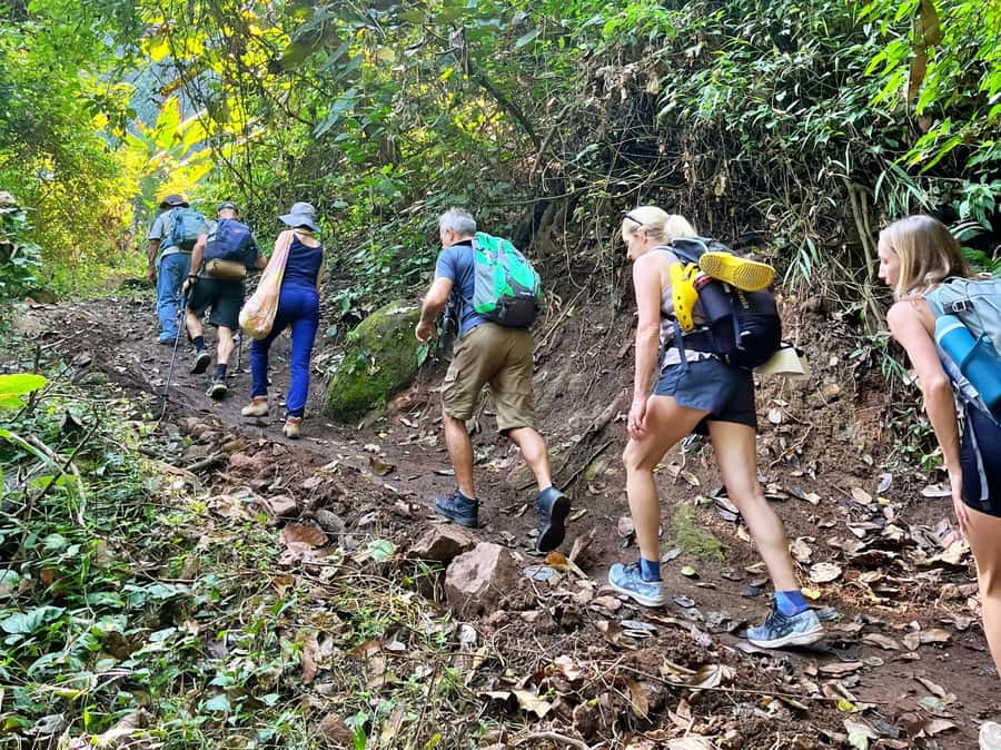 From Chiang Mai: High Mountain Day Trek - Plants, Fruit, Herbs, and Local Coffee