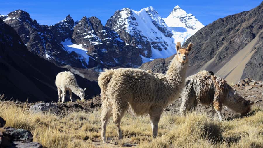 From Cusco: Rainbow Mountain Trek - The colors of Vinicunca at 5,020 meters