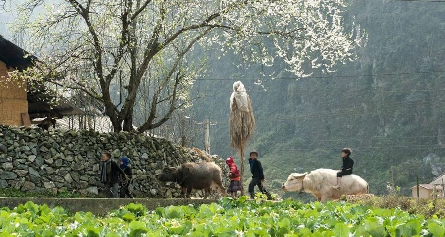 From Hanoi: 3-Day Sapa Trek with Guide, Homestay and Meals - Day Three: Bamboo Forests and Giang Ta Chai