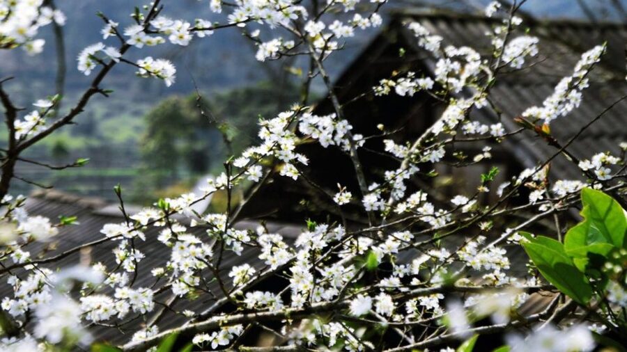 From Hanoi: Sapa 3-Day Medium Trek and Limousine Trip - Guides are the strongest part of the experience