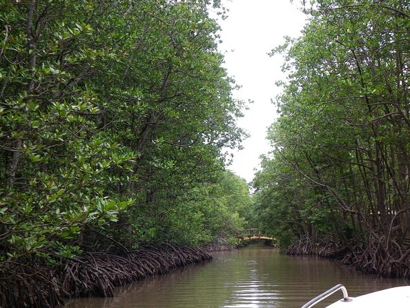 From Ho Chi Minh: Can Gio Trek – Monkey Island & Crocodile Farm - Why Can Gio makes a good day outside Saigon