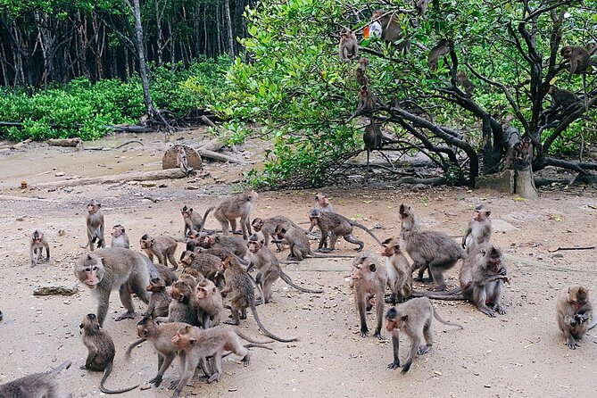 From Ho Chi Minh: Can Gio Trek – Monkey Island & Crocodile Farm - Crocodiles at Hoa Ca, with realistic expectations