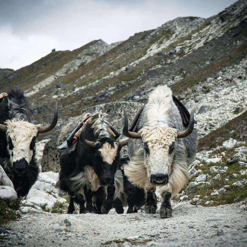 From Kathmandu: Guided Everest Base Camp Trek - Day 7: Dingboche to Lobuche