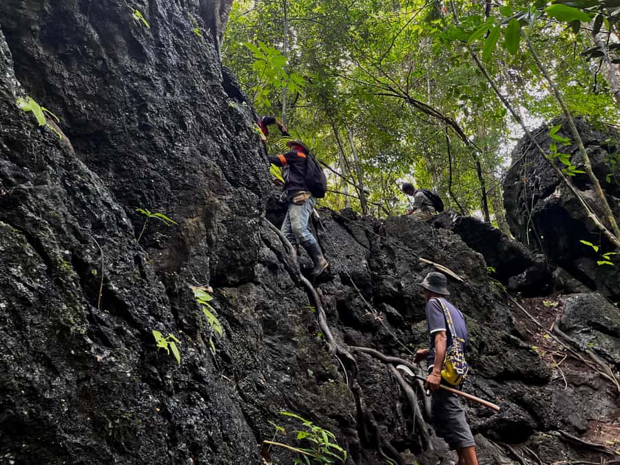 From Khao Sok: Half-Day Rainforest Trek with Local Guides - What the $70 price really covers