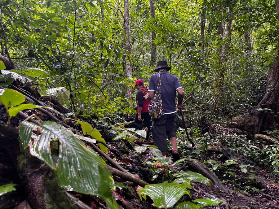 From Khao Sok: Half-Day Rainforest Trek with Local Guides - Who will enjoy this trek most