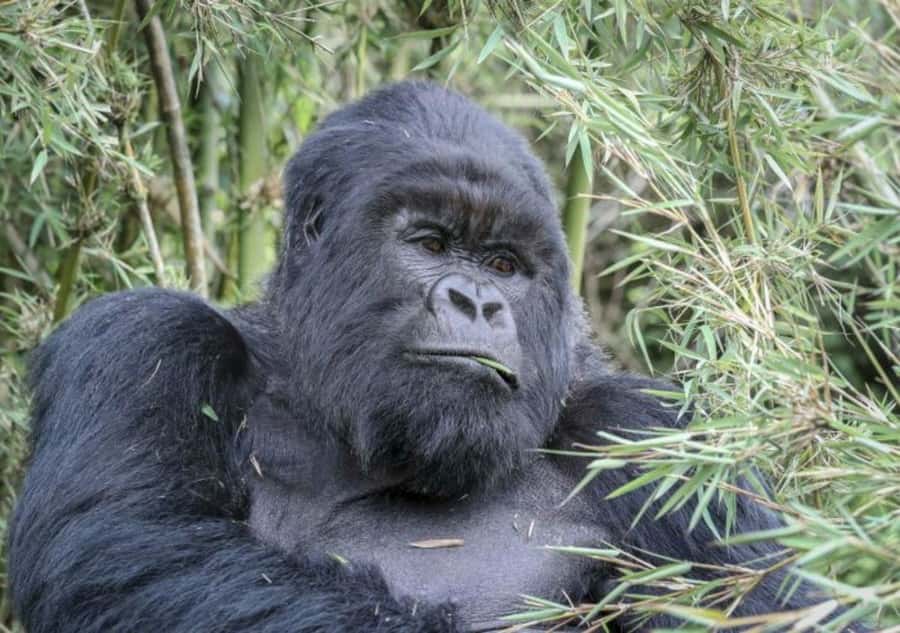 From Kigali: 1-Day Gorilla Trekking in Uganda - Key points at a glance