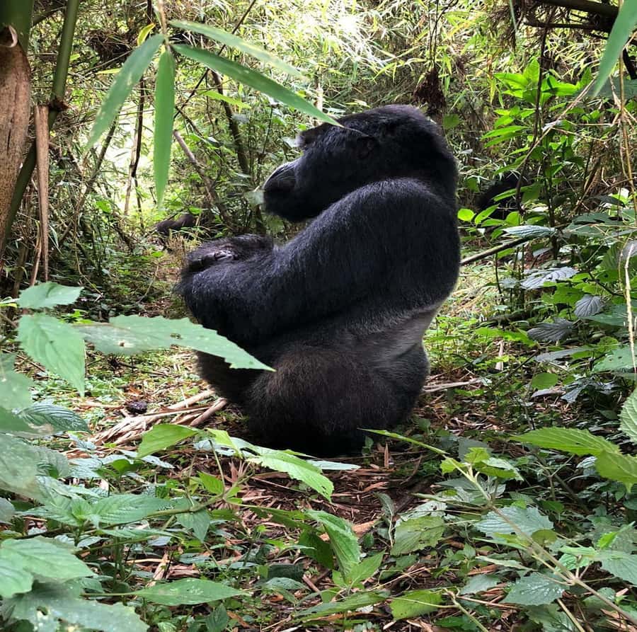 From Kigali: 1-Day Gorilla Trekking in Uganda - Why this Kigali to Uganda trip is unusual
