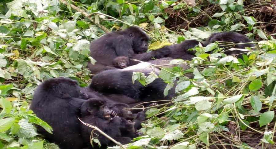 From Kigali: 1-Day Gorilla Trekking in Uganda - Breakfast, customs, and the Uganda border
