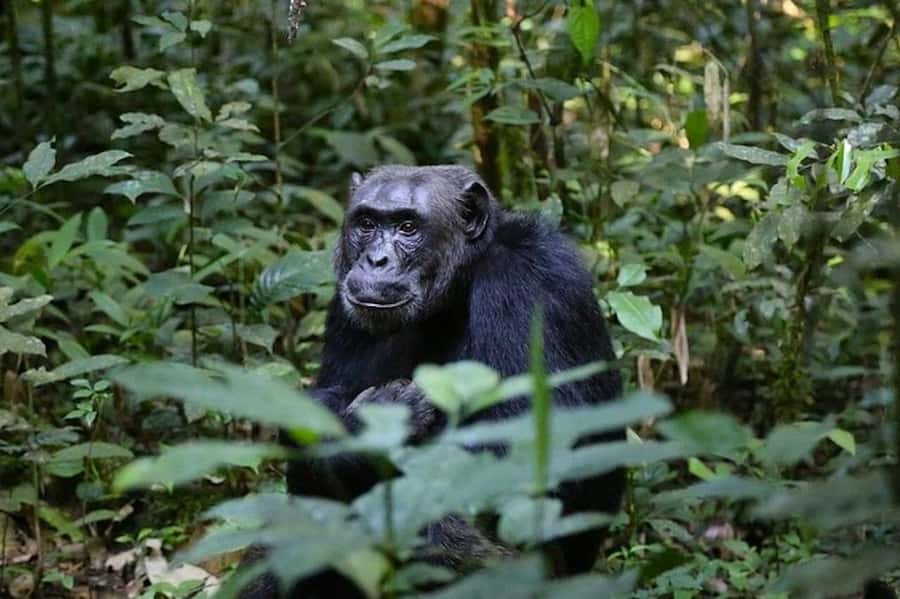 From Kigali: 1-Day Gorilla Trekking in Uganda - The 3:00 AM departure from Kigali