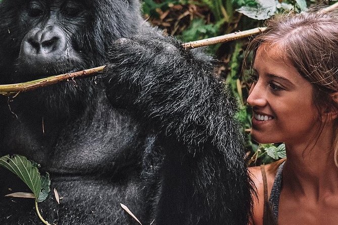 From Kigali: 10 Hour Day-trip Rwanda Gorilla Trekking with Lunch - The 4:00 am departure from Kigali