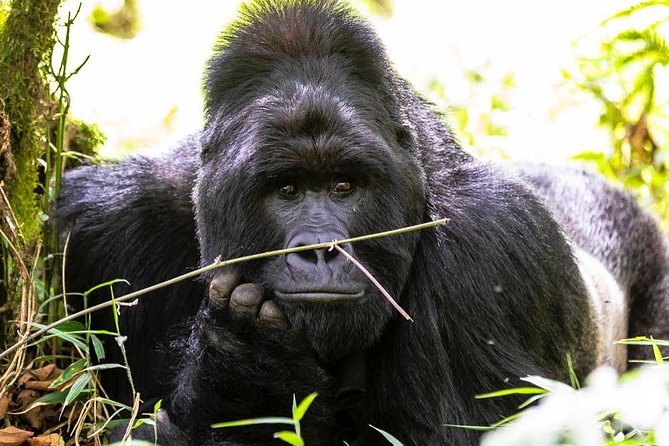 From Kigali: 10 Hour Day-trip Rwanda Gorilla Trekking with Lunch - Searching for mountain gorillas