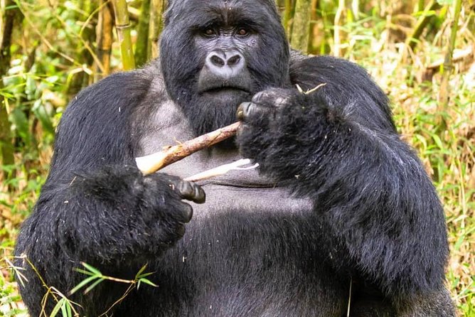 From Kigali: 10 Hour Day-trip Rwanda Gorilla Trekking with Lunch - What the guide and driver add