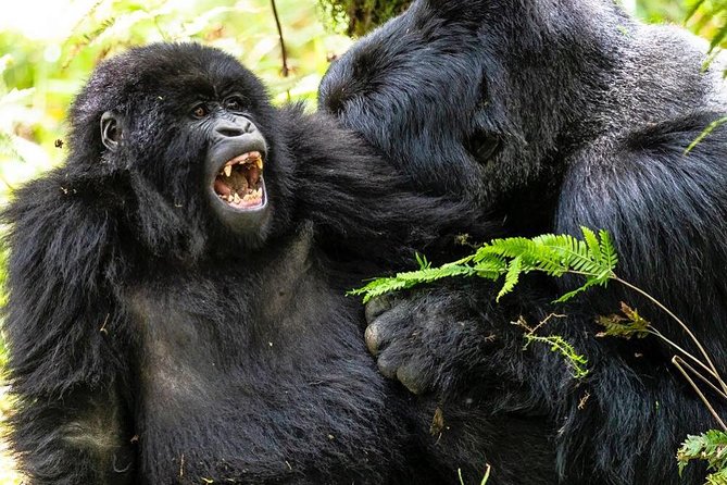 From Kigali: 10 Hour Day-trip Rwanda Gorilla Trekking with Lunch - Lunch, water, and the long return
