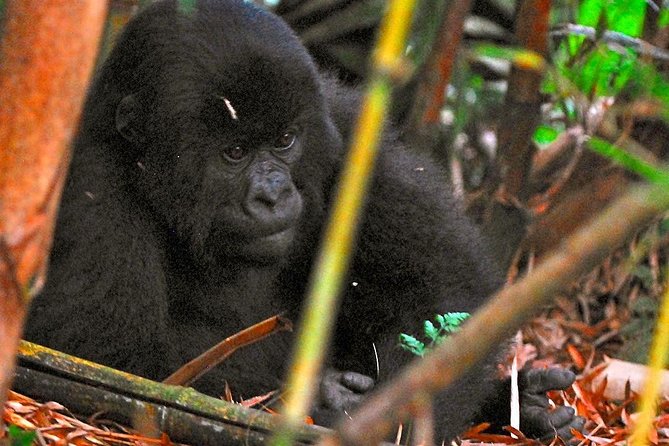 From Kigali: 10 Hour Day-trip Rwanda Gorilla Trekking with Lunch - The real cost of the $332.86 price