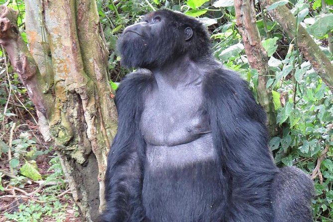 From Kigali: 10 Hour Day-trip Rwanda Gorilla Trekking with Lunch - Who should book this day trip?