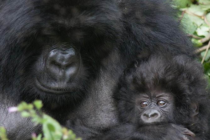 From Kigali: 10 Hour Day-trip Rwanda Gorilla Trekking with Lunch - Arriving at Volcanoes National Park