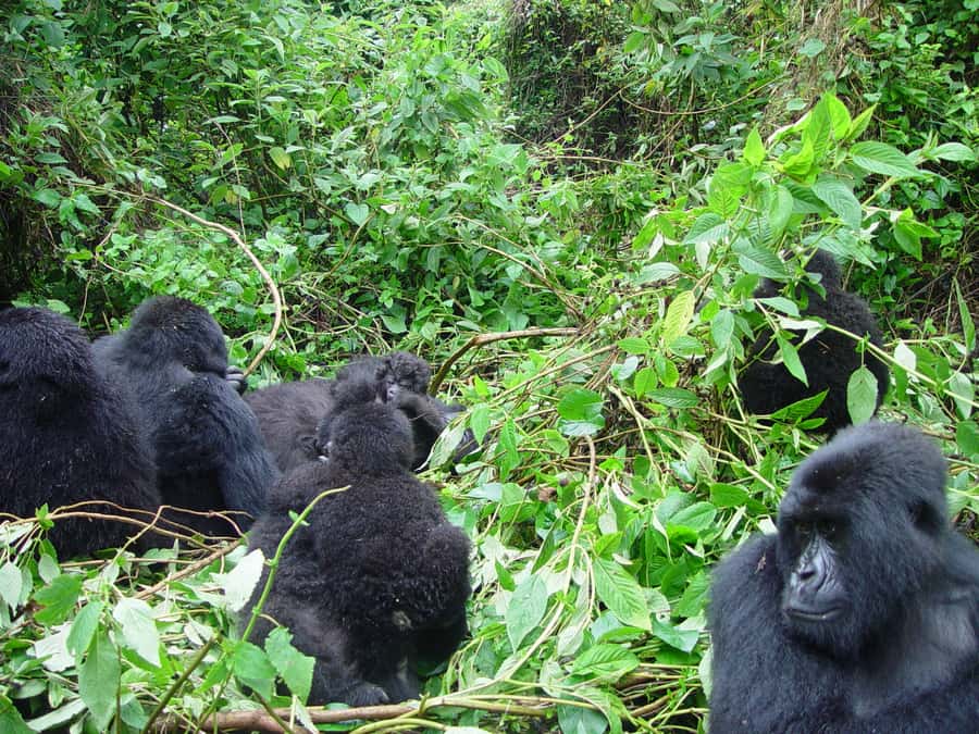 From Kigali: 2-Day Gorilla Trek: Bwindi Nat Park - Returning to Kigali after the trek