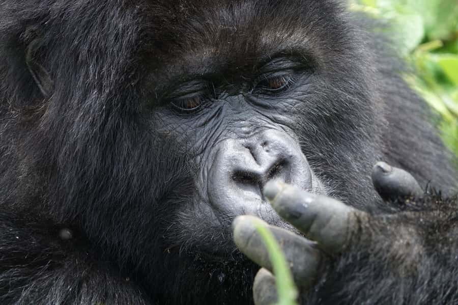 From Kigali: 2-Day Gorilla Trek: Bwindi Nat Park - The guides can make or break the trip