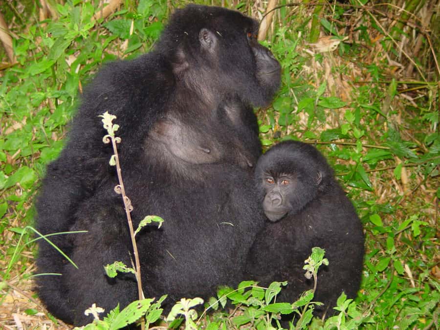 From Kigali: 2-Day Gorilla Trek: Bwindi Nat Park - Bwindi or Mgahinga: why the allocation matters