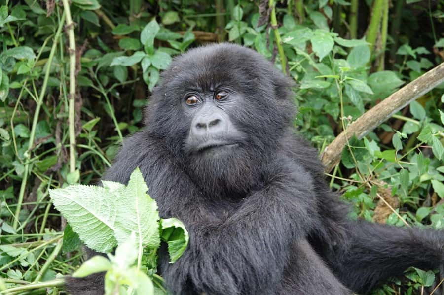 From Kigali: 2-Day Gorilla Trek: Bwindi Nat Park - Who should book this experience?