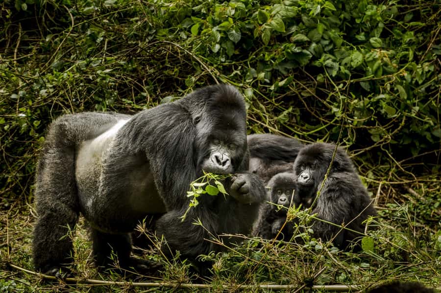 From Kigali: 2-Day Gorilla Trek: Bwindi Nat Park - What booking flexibility looks like