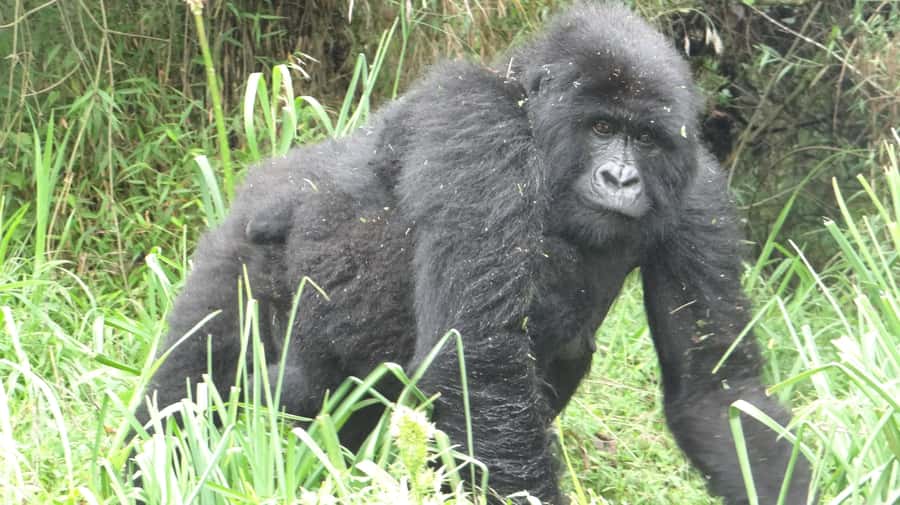 From Kigali: 2-Day Gorilla Trek in Bwindi - Key points to know before booking