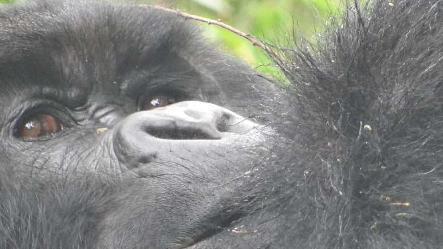 From Kigali: 2-Day Gorilla Trek in Bwindi - Why this short gorilla trip is appealing