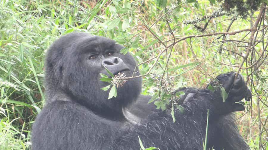 From Kigali: 2-Day Gorilla Trek in Bwindi - Reaching Bwindi and preparing for the forest