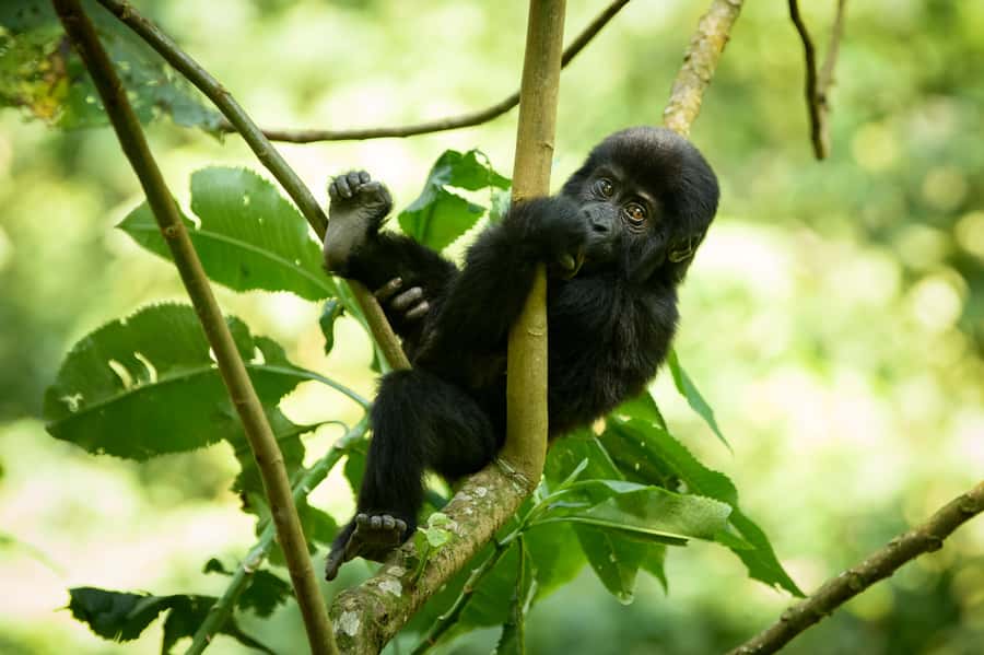 From Kigali: 2-Day Gorilla Trek in Bwindi - The gorilla encounter: one hour with a habituated family