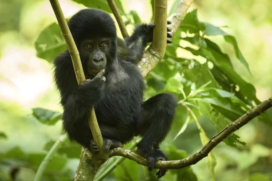 From Kigali: 2-Day Gorilla Trek in Bwindi - What the $498 price really covers