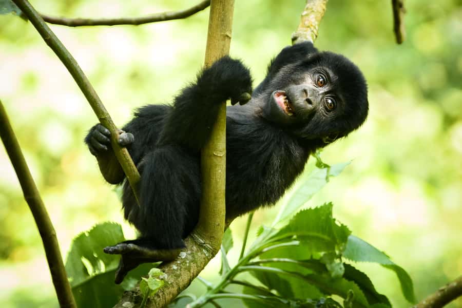 From Kigali: 2-Day Gorilla Trek in Bwindi - Communication, guides, and group style