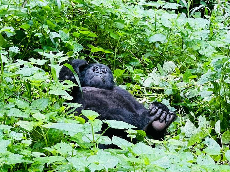 From Kigali: 2-Day Gorilla Trek in Bwindi - Optional Batwa visit and lake cruise