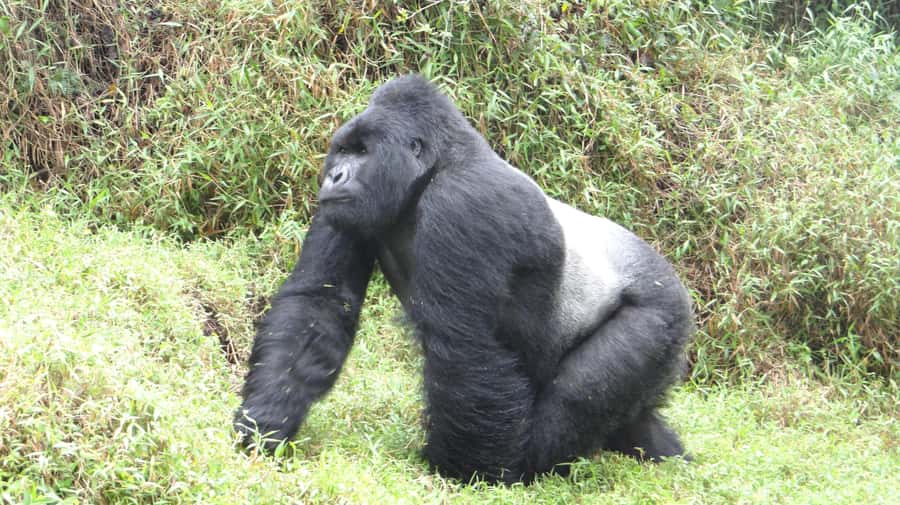 From Kigali: 2-Day Gorilla Trek in Bwindi - Who will get the most from this trip?