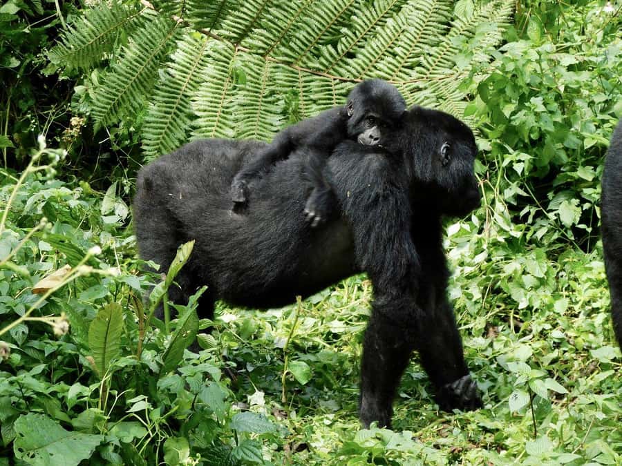 From Kigali: 2-Day Gorilla Trek in Bwindi - Day 1: Leaving Kigali for the Ugandan border