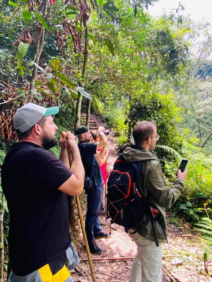 From Kigali: 2 days chimpanzee trekking and canopy walk - Why Nyungwe makes a strong two-day escape from Kigali