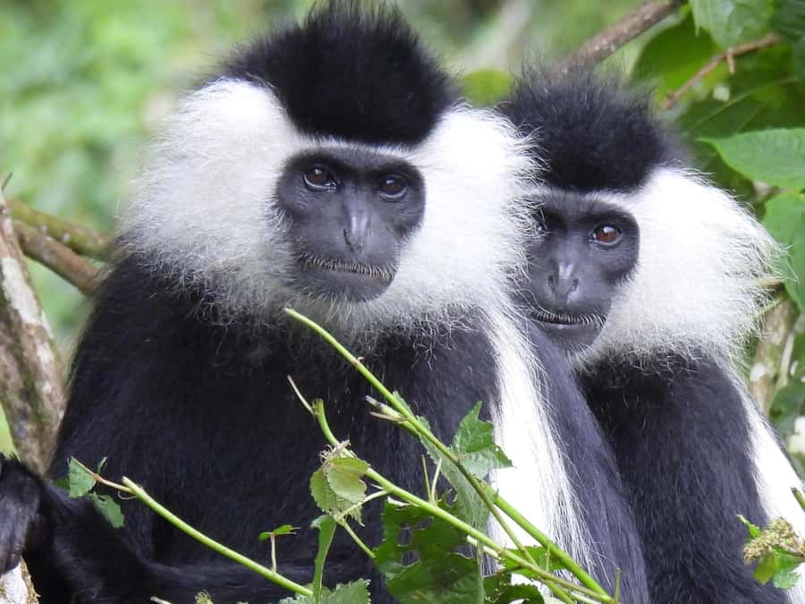 From Kigali: 2 days chimpanzee trekking and canopy walk - What the tea plantation adds to the day