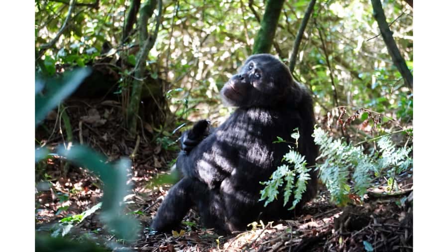 From Kigali: 2 days chimpanzee trekking and canopy walk - Chimpanzee trekking in Nyungwe National Park
