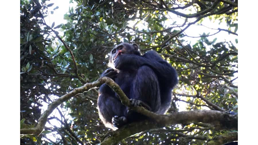 From Kigali: 2 days chimpanzee trekking and canopy walk - What the $999 price includes