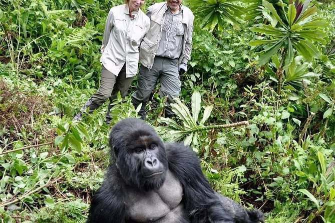From Kigali: 3 Days Gorillas and golden monkeys trek Adventure - Who gets the best value from this trip